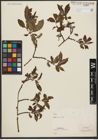 Foto von Salix silesiaca Willd.